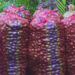 Low price of areca nut leads to delayed harvesting in Samdrup Jongkhar