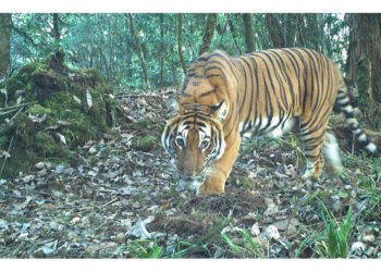 UNDP’s Tiger Landscapes Investment Fund, one of financing instruments to mobilise USD 1bn