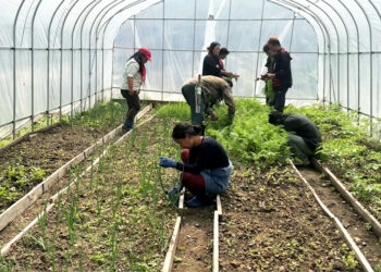 Rangtse Nye renovation encourages youth to explore vegetable farming