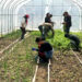 Rangtse Nye renovation encourages youth to explore vegetable farming