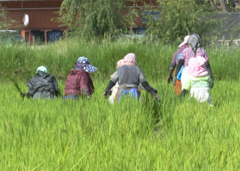 Majority employed in agriculture despite drop in contribution to GDP