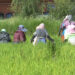 Majority employed in agriculture despite drop in contribution to GDP