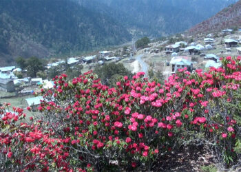 Rhododendron bloom draws crowds to Merak Gewog