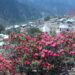 Rhododendron bloom draws crowds to Merak Gewog