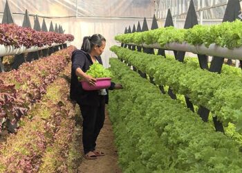 Growing beyond soil: Kinley Wangmo’s quest to pioneer hydroponics