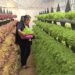 Growing beyond soil: Kinley Wangmo’s quest to pioneer hydroponics