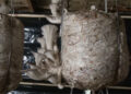 Kerong Amtsho Detshen’s journey into mushroom farming