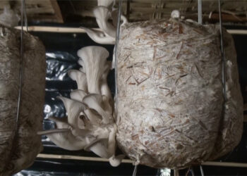 Kerong Amtsho Detshen’s journey into mushroom farming