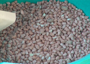 Lack of market hinders peanut processing unit in scaling up production – Trashi Yangtse
