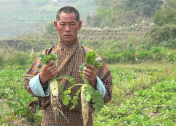 Punakha farmers grapple as radish price plummets