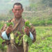 Punakha farmers grapple as radish price plummets