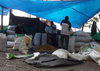 Low price disappoints areca nut growers in Samtse