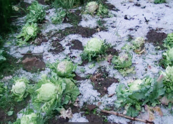 Recent hailstorm in Tsirang causes over Nu 55 M in damages