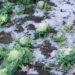 Recent hailstorm in Tsirang causes over Nu 55 M in damages