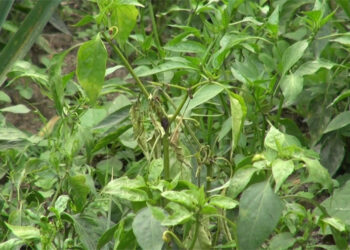 Farmers in Phuyang worry over wilting plants and price drops – Trashi Yangtse