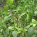 Farmers in Phuyang worry over wilting plants and price drops – Trashi Yangtse