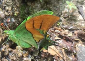 Rare butterfly rediscovered after 135 years