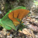 Rare butterfly rediscovered after 135 years