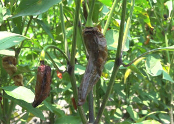 Poor chilli yield due to pod borer infestation in Punakha’s Chhubu Gewog