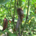 Poor chilli yield due to pod borer infestation in Punakha’s Chhubu Gewog
