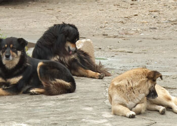 National Veterinary Hospital urges pet sterilisation to curb roaming dog numbers