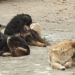 National Veterinary Hospital urges pet sterilisation to curb roaming dog numbers