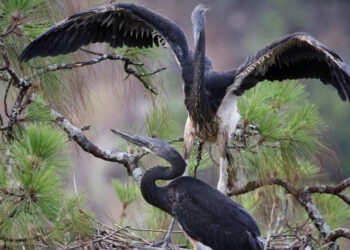 River systems posing threats to White-bellied Herons – WBH population survey report