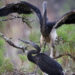 River systems posing threats to White-bellied Herons – WBH population survey report