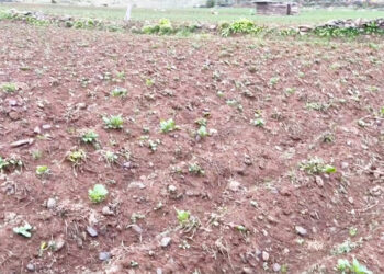 Unseasonal frost wreaks havoc on major potato-growing districts, hundreds affected