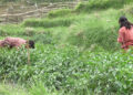 Vegetable cultivation helps Ja-Nyen-Ma’s farmers in Trashigang earn extra income