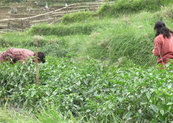 Vegetable cultivation helps Ja-Nyen-Ma’s farmers in Trashigang earn extra income