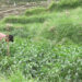 Vegetable cultivation helps Ja-Nyen-Ma’s farmers in Trashigang earn extra income