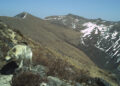 Study reveals presence of Himalayan wolves in country, need for conservation action