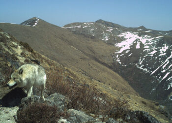 Study reveals presence of Himalayan wolves in country, need for conservation action