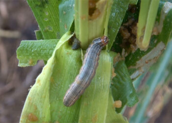 Armyworm infestation affecting maize and paddy farmers