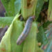 Armyworm infestation affecting maize and paddy farmers