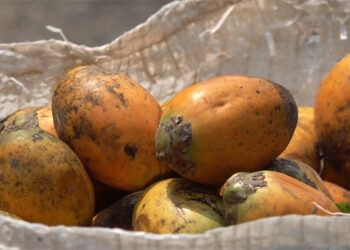 Doma export resumption via Samtse brings relief to exporters