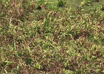 Cardamom plants drying up due to excessive heat and less rainfall