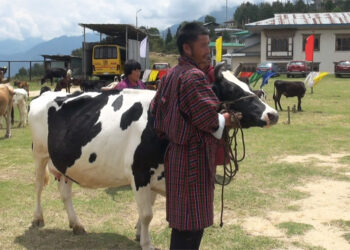Gongthung village hosts hybrid cattle show, celebrates dairy success