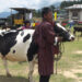 Gongthung village hosts hybrid cattle show, celebrates dairy success