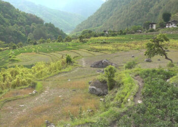 Some parts of Chhubu Gewog yet to start paddy transplantation due to water shortage