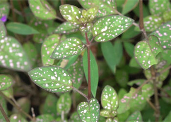 Invasive polka dot plants spreading rapidly across Samtse