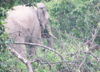 Samtse DT calls for compensation for crops damaged by elephants