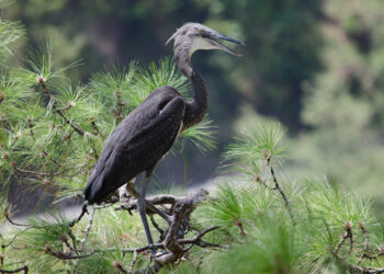 Livelihood programme helping communities in WBH habitat explore alternative income source