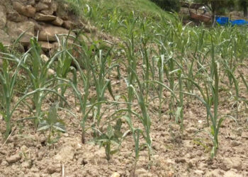 Khamdang farmers desperate for rainfall as groundnut, maize plants wilt