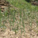 Khamdang farmers desperate for rainfall as groundnut, maize plants wilt