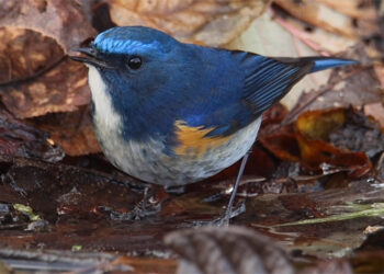 Kharungla to be developed as birding destination