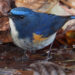 Kharungla to be developed as birding destination