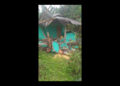 Rising elephant incursions threaten lives and livelihoods in Chhukha