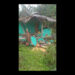 Rising elephant incursions threaten lives and livelihoods in Chhukha